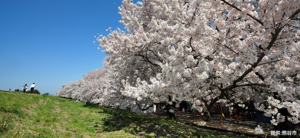 熊谷桜堤